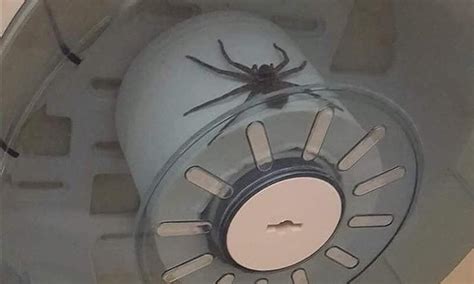 Toilet Paper Spider