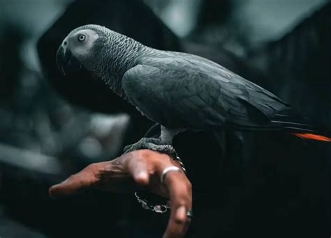 11 Common African Grey Parrot Sick Symptoms