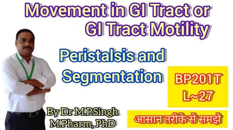 Movement In Gi Tract Peristalsis Segmentation Human Anatomy