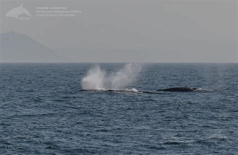 La Mayor Concentraci N De Ballenas Jam S Documentada En Galicia