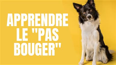 APPRENDRE LE PAS BOUGER À SON CHIEN EDUCATION CANINE La Méthode