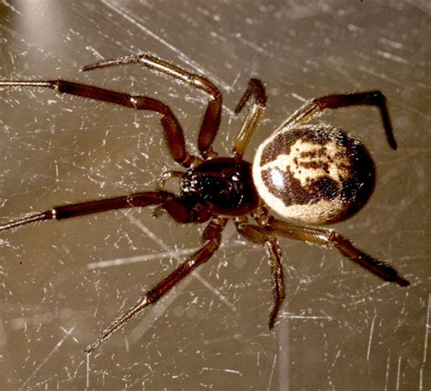 Invasion of the false widow spider | HubPages