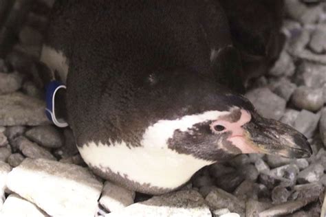 New York Zoo Welcomes First Penguin Chick Hatched By Same Sex Couple