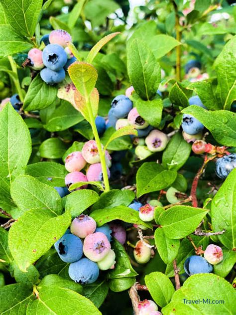 Best Blueberry Farms In Michigan Map U Pick Festivals Season