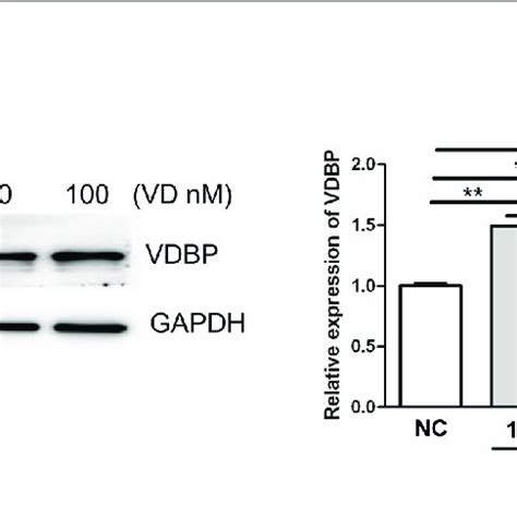 Effect Of Oh D On The Expression Of Vitamin D Binding Protein