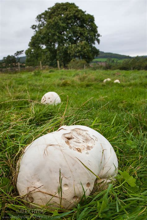 Giant Puffball Calvatia Gigantea Alex Hyde