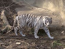 White tiger - Wikipedia