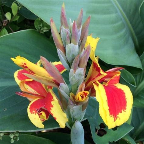 Canna Lily Queen Charlotte Tubers Bulbs Perennial Summer Plant