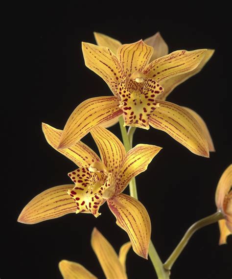 Cymbidium Chen S Ruby Gold Tiger Free Photo Rawpixel