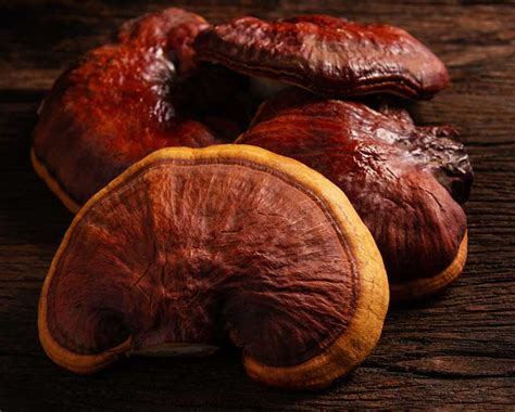 Reishi Mushroom Reliance Private Label Supplements