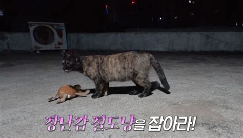 Tv동물농장 집나간 은하 찾기·장난감 괴도냥·고양이 수의사 소개