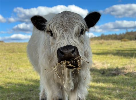 MINIATURE CATTLE | Willowgate Farm