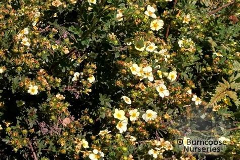 Potentilla Fruticosa Primrose Beauty From Burncoose Nurseries