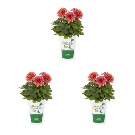 Vigoro 2 Qt Dahlia Hypnotica Electric Pink Annual Plant 3 Pack 79030