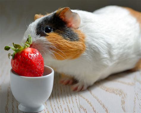 O Que Porquinho Da India Comer - Porquinho-da-índia pode comer fruta? Como deve ser a dieta do pet ...