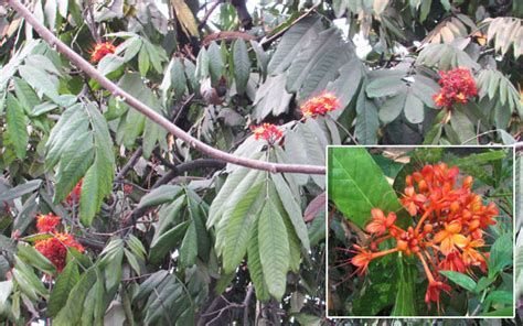 saraca tree medicinal plants medicinal plants