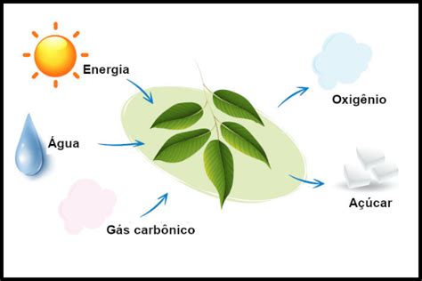 Fotossíntese o que é equação nos vegetais resumo