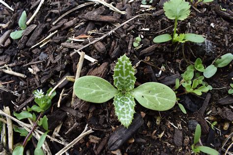 Timing your Seeds in Spring — Ravensong Seeds & Herbals