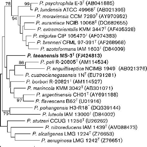 Neighbour Joining Phylogenetic Tree Based On 16s Rrna Gene Sequences