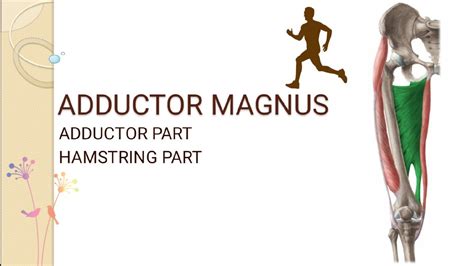 Adductor Magnus Hamstring Part