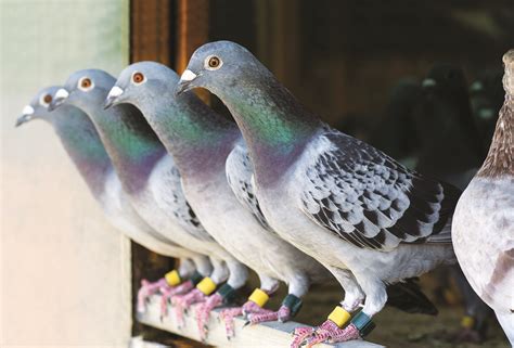 How To Train Homing Pigeons Grit