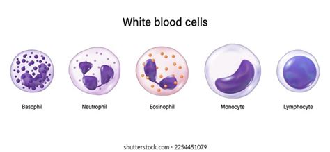 What Is WBC Blood Cell And What Does WBC Test Indicator, 51% OFF