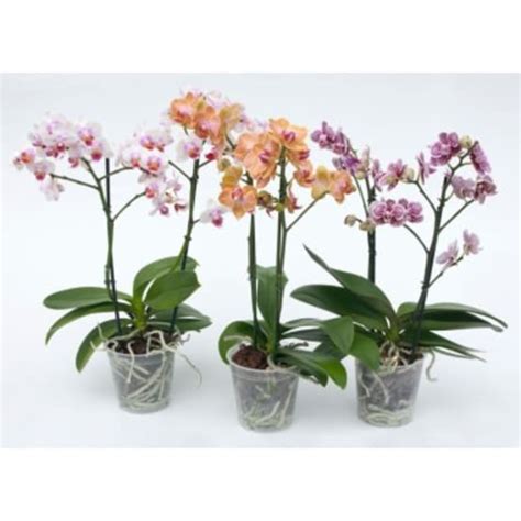 Orchid E Papillon Midi Jardiland