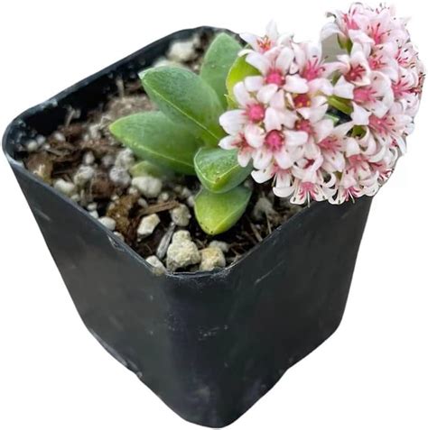 Foliagems Live Succulent Plants From Uskc 2 Pot Crassula Spring Time Patio