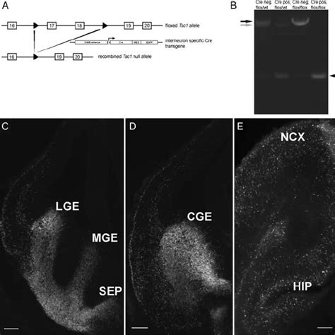 A Schematic Of Conditional Tsc1 Allele And Dlx56 Cre Ires Egfp