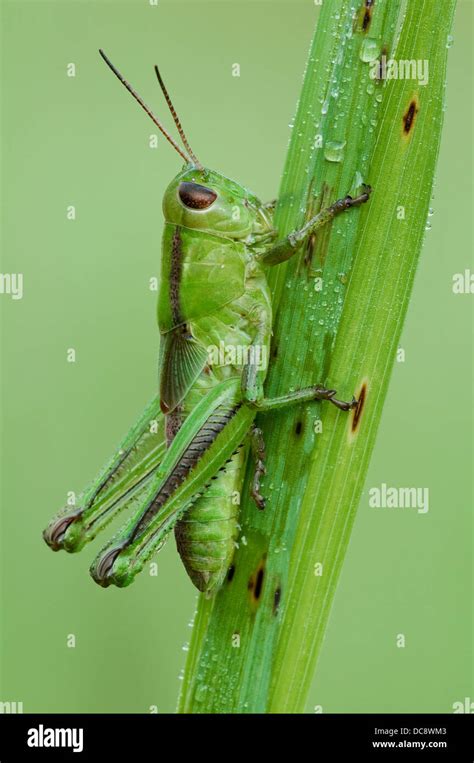 Life cycle of grasshopper hi-res stock photography and images - Alamy