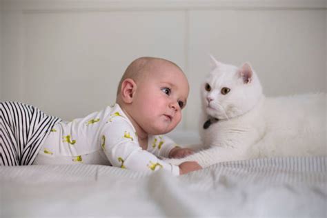 Comment préparer la cohabitation entre un chat et un bébé