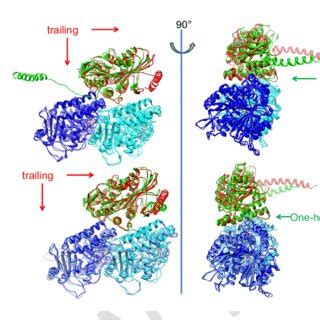 Walking Cycles Of Kinesins On The Microtubule The Complex Structures