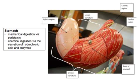 Lab Practical 3 Ch 23 The Digestive System Diagram Quizlet