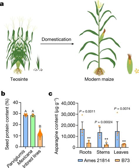 Nature Plants On Twitter RT Szintri An Allele Gene From The Wild