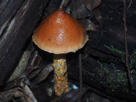 Flecked Bolete From Valla NSW 2448 Australia On November 24 2023 At