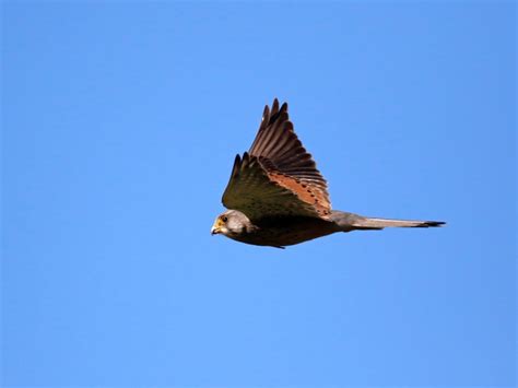 Isle of Arran Wildlife: 16 Animals in Arran you can Spot (2023)