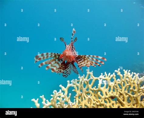 Lion Fish In The Red Sea In Clear Blue Water Hunting For Food