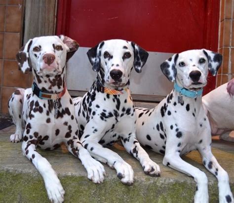 7 Dalmatian Puppies Facts To Make You Fall In Love | DogSpaceBlog ...