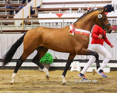 Extra Gold Champion Of The 2021 Westfalian Stallion Licensing Vogue