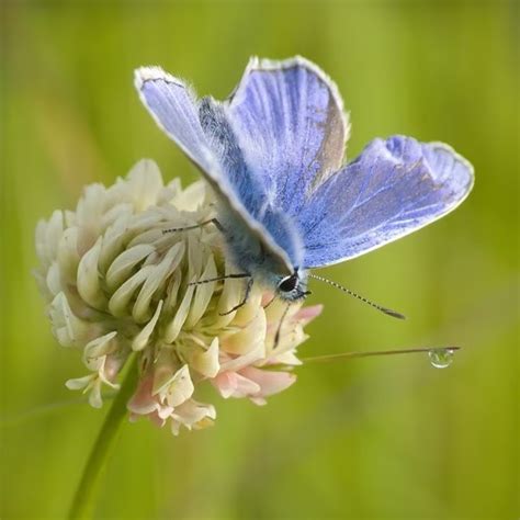 Ugly lawns are the Scandi garden trend to try at home | Ideal Home