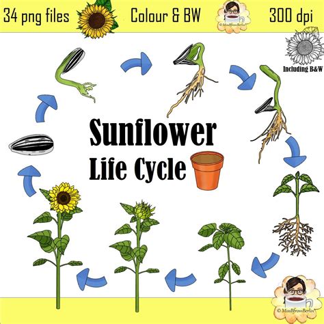 Realistic Sunflower Life Cycle Clip Art Set Plant Graphics In Bw