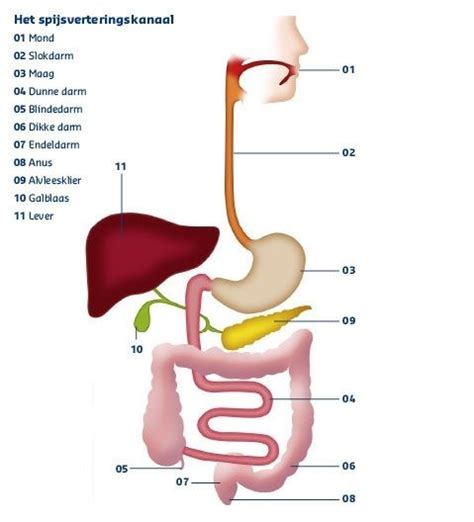 Spijsvertering Spijsverteringskanaal Klachten Voeding En Meer