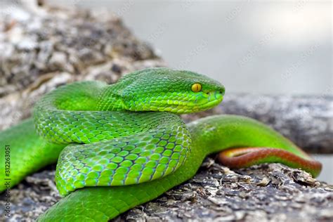 green viper snake, venomous and poisonous snake, trimeresurus ...