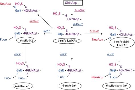 Possible terminal glycosylation reactions occurring after 6-sulfation... | Download Scientific ...