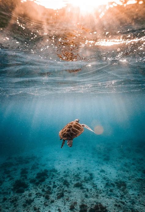 10 Sea Turtle Aesthetic Sea Turtle Hd Phone Wallpaper Pxfuel