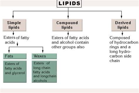 (PDF) Lipids-classification