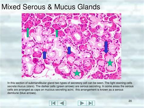 Ppt Structure Of Glands And Glandular Tissues Powerpoint Presentation