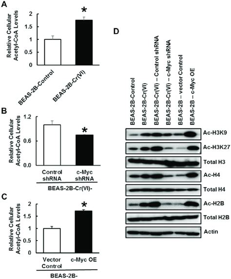 Glycolytic Shift Leads To The Upregulation Of Acetyl Coenzyme A