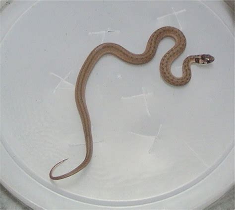 Baby Brown Snake Identification