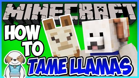 Minecraft Llamas How To Tame Decorate Breed Feed And Everything